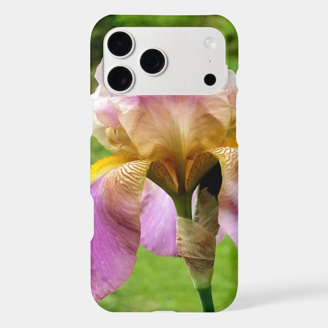 Bearded Iris (Back)