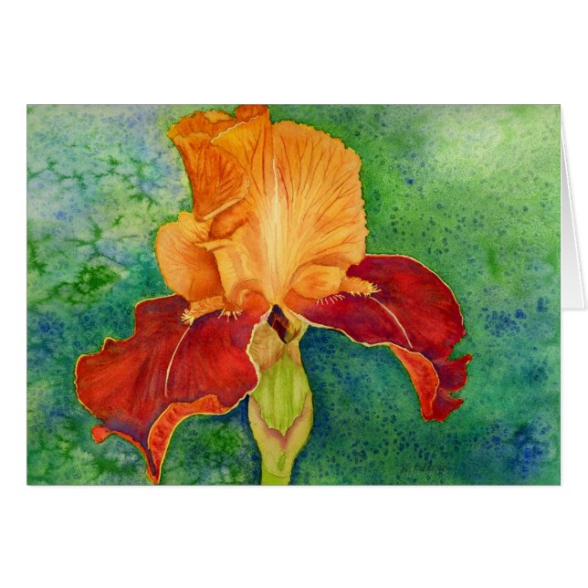 Bearded iris (Front Horizontal)