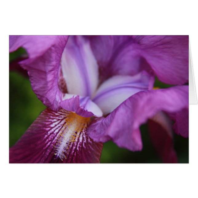 Bearded Iris (Front Horizontal)