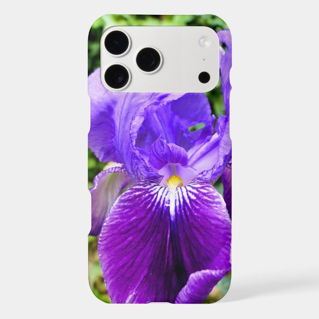 Bearded Iris (Back)