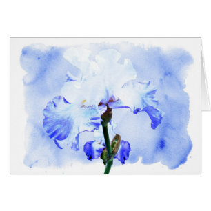 Bearded Iris - Blue And White