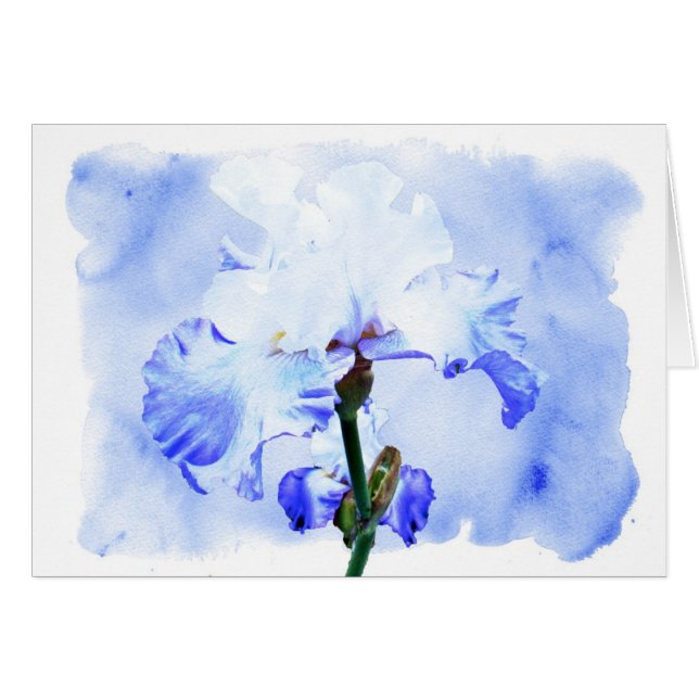 Bearded Iris - Blue And White (Front Horizontal)