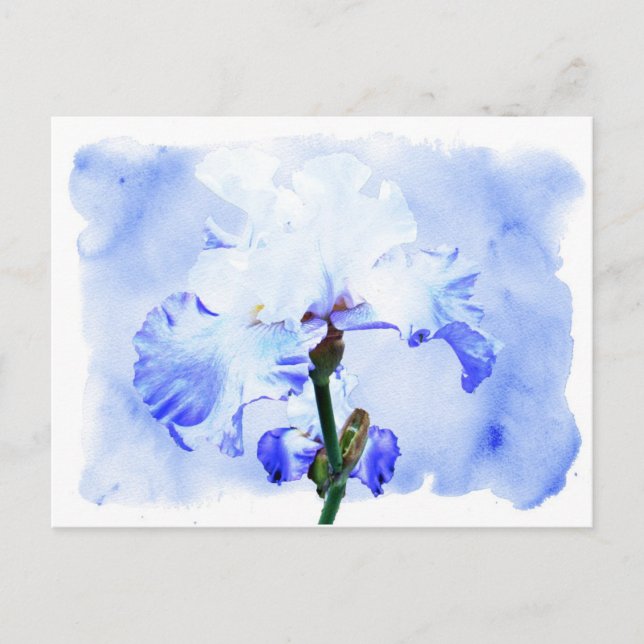 Bearded Iris - Blue And White Postcard (Front)