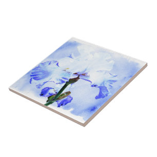 Bearded Iris - Blue And White Tile