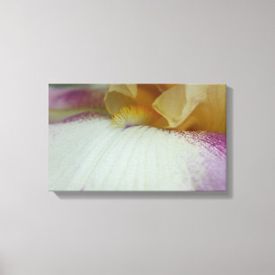 Bearded Iris Canvas Art