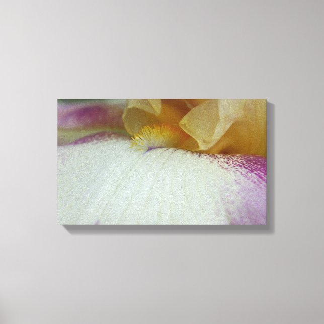 Bearded Iris Canvas Art (Front)