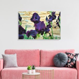 Bearded Iris Canvas Print