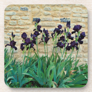 Bearded Iris Coaster