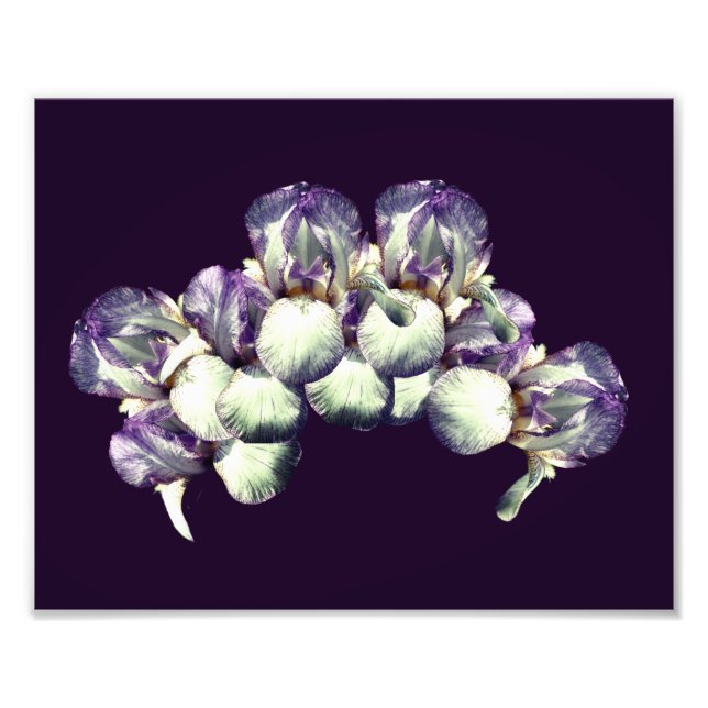 Bearded Iris Flowers Bouquet 8x10 Photo Print (Front)