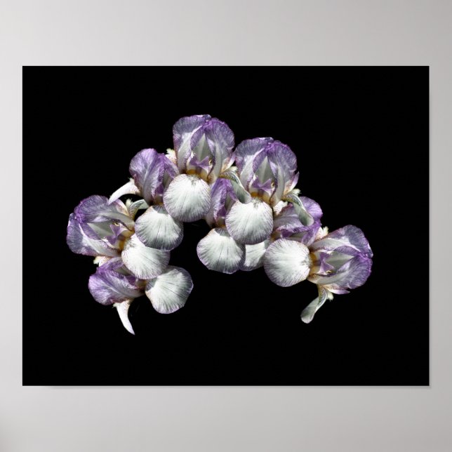 Bearded Iris Flowers Bouquet Poster (Front)