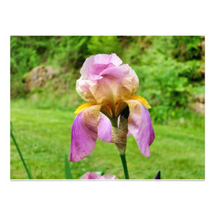 Bearded Iris Photo Print