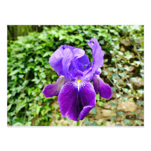 Bearded Iris Photo Print
