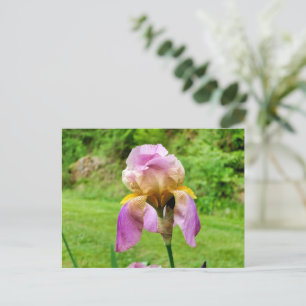 Bearded Iris Postcard