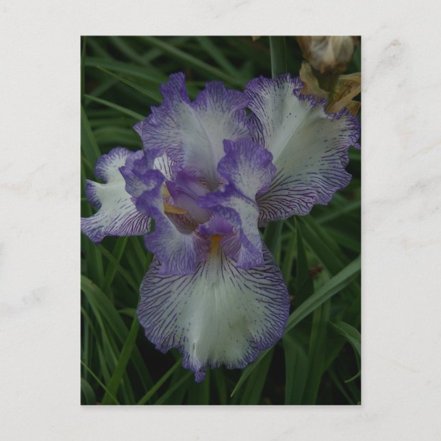 Bearded Iris Postcard (Front)