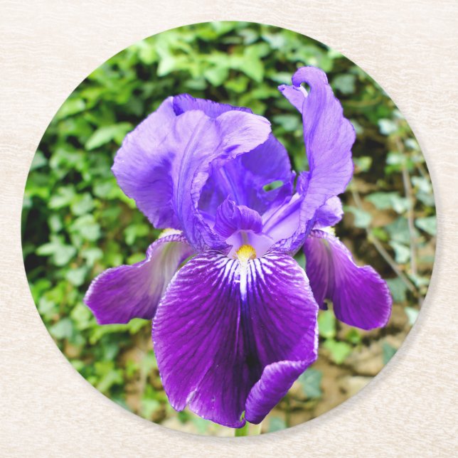 Bearded Iris Round Paper Coaster (Front)