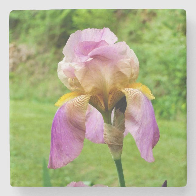 Bearded Iris Stone Coaster (Front)