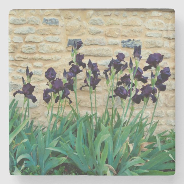 Bearded Iris Stone Coaster (Front)