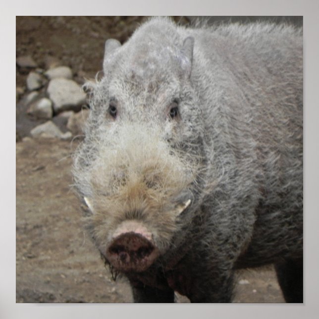 Bearded Pig Poster (Front)