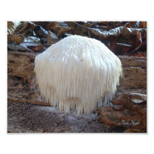 Bearded Tooth Fungus Photo Print