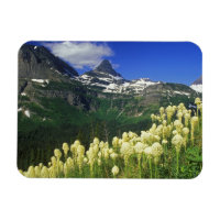 Beargrass at Logan Pass in Glacier National Park