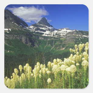 Beargrass at Logan Pass in Glacier National Park Square Sticker