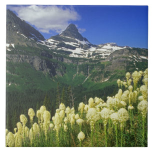 Beargrass at Logan Pass in Glacier National Park Tile