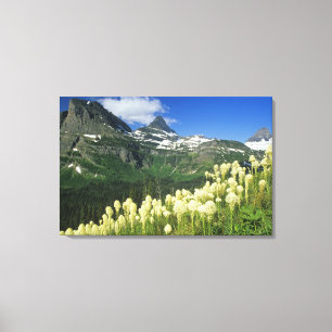 Beargrass near Logan Pass in Gacier National Canvas Print