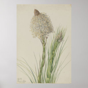 Beargrass (Xerophyllum tenax) Poster