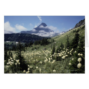 Beargrass (Yucca sp.)