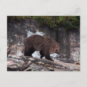 Bearhog postcard