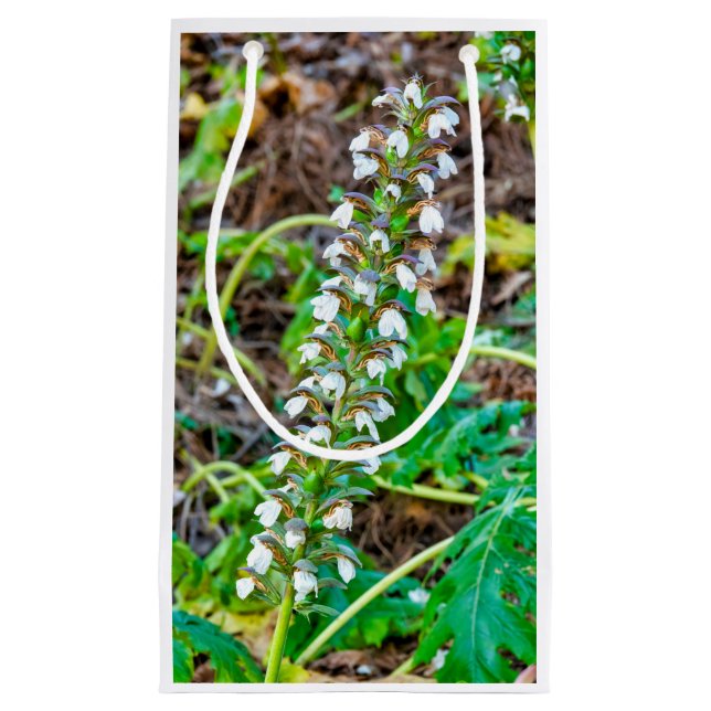 Bear's breeches small gift bag (Front)