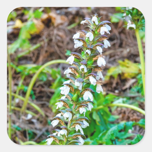 Bear's breeches square sticker (Front)