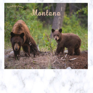 Bears in Boulder Valley Montana USA Postcard
