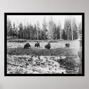 Bears in Yellowstone National Park 1922 Poster