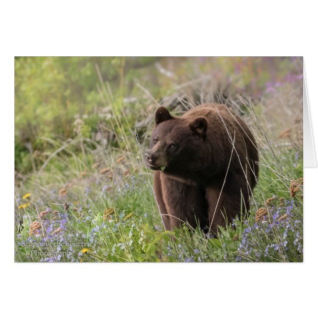 Bears of Alaska - blank card (Front Horizontal)