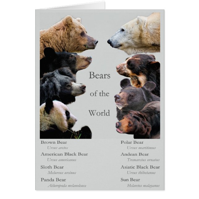 Bears of the World (Front)