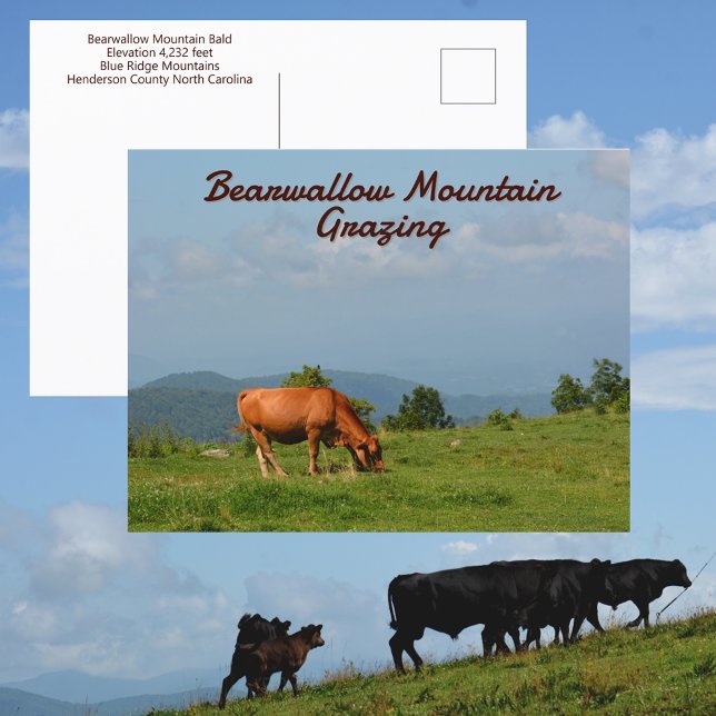 Bearwallow Mountain Cows Blue Ridge Mountains NC Postcard (Creator Uploaded)