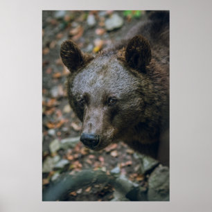 BEARY THOUGHTS POSTER