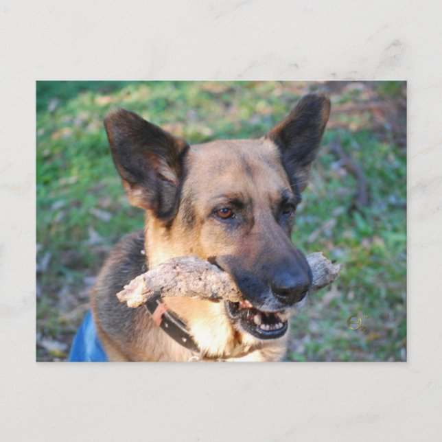 Beau Postcard (Front)