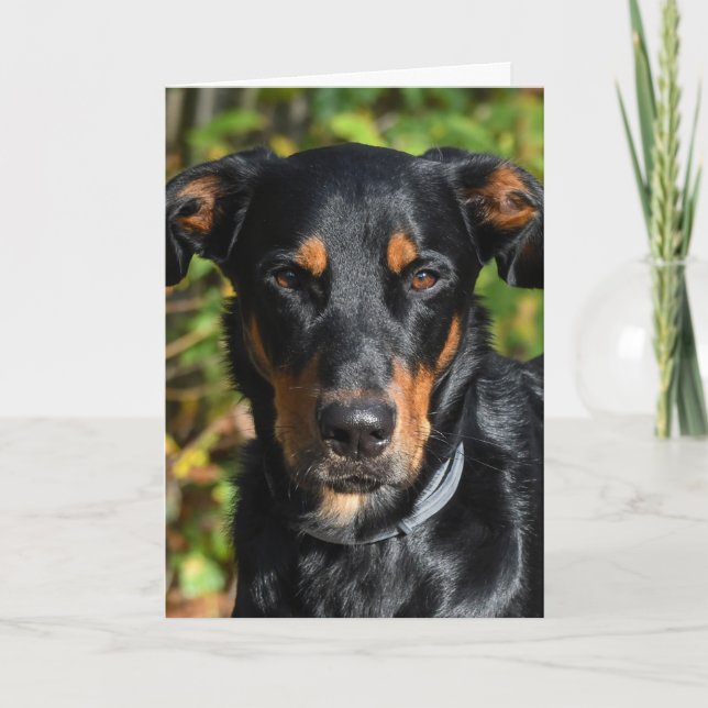 Beauceron Dog Portrait Card (Front)