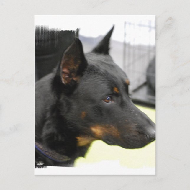 Beauceron Postcard (Front)