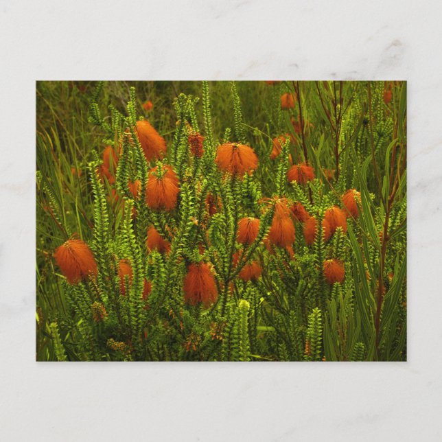 Beaufortia Postcard (Front)