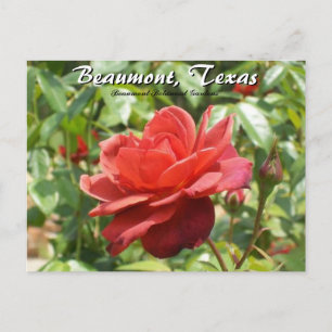 Beaumont, Texas Botanical Garden Roses Travel Postcard