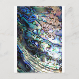 Beautiful abalone shell postcard