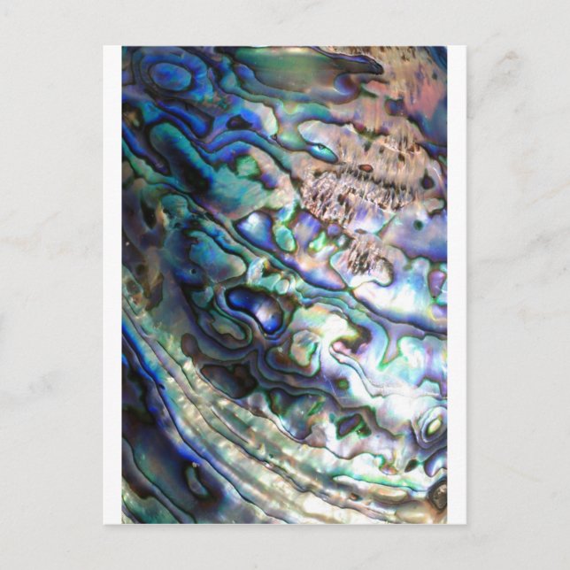 Beautiful abalone shell postcard (Front)