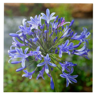 Beautiful African Lily Tile