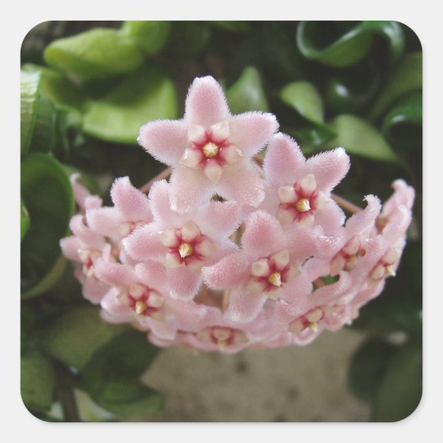 Beautiful African Violet Bloom Square Sticker (Front)