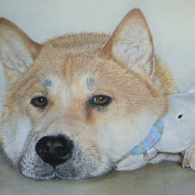beautiful akita dog with thoughtful expression postcard (Creator Uploaded)