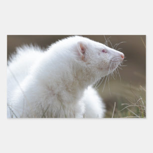 Beautiful Albino Ferret Rectangular Sticker