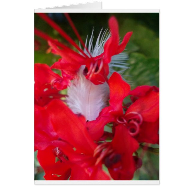 Beautiful Alien Crimson.jpg (Front)